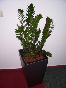 plant2