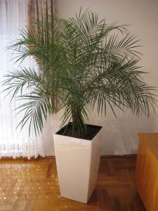 plant3