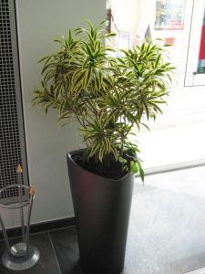 plant4