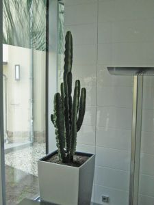 plant5