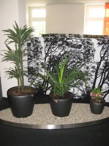 plant6