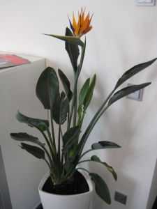 plant7