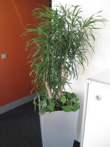 plant8