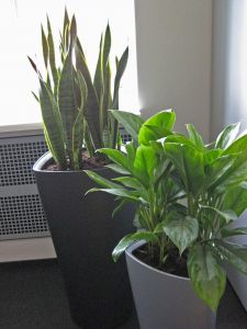 plant9