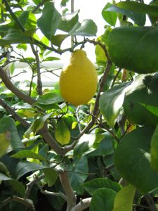 IMG_0596
