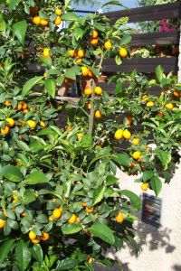 citrus